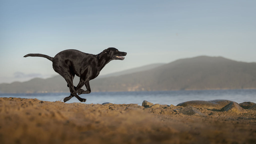 Dog moving confidently on a trail