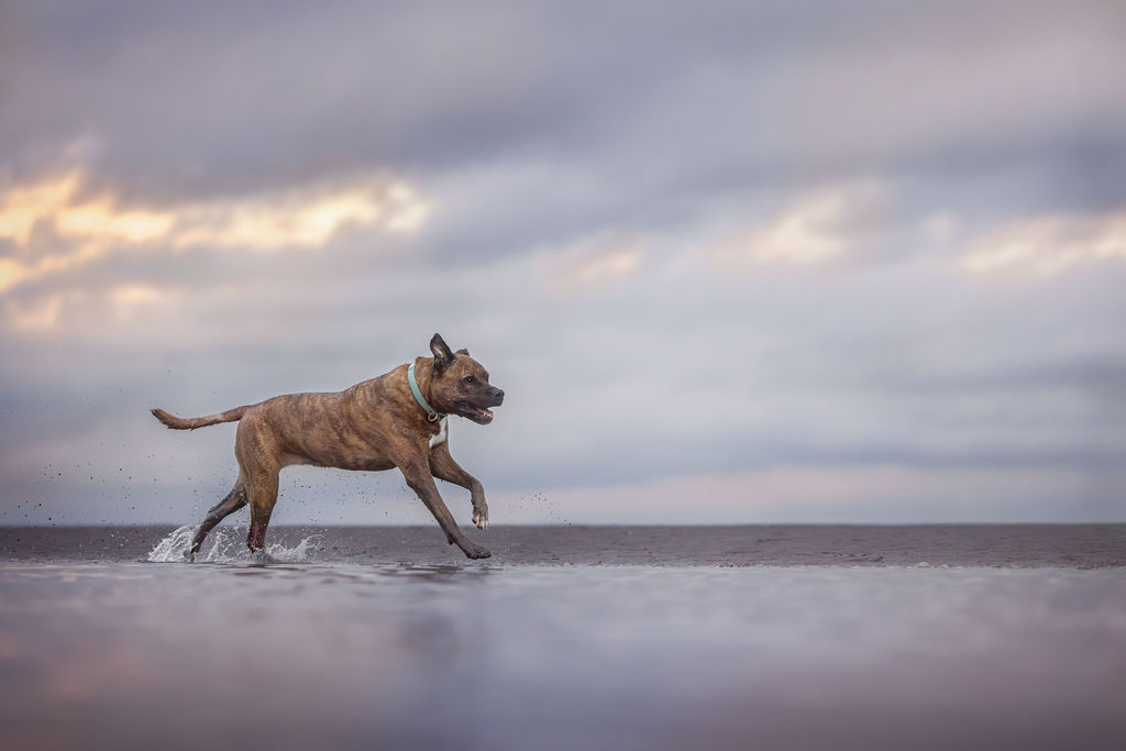 Dog running during an action session