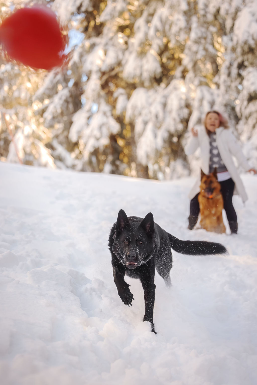 Dog and owner sharing a peaceful moment