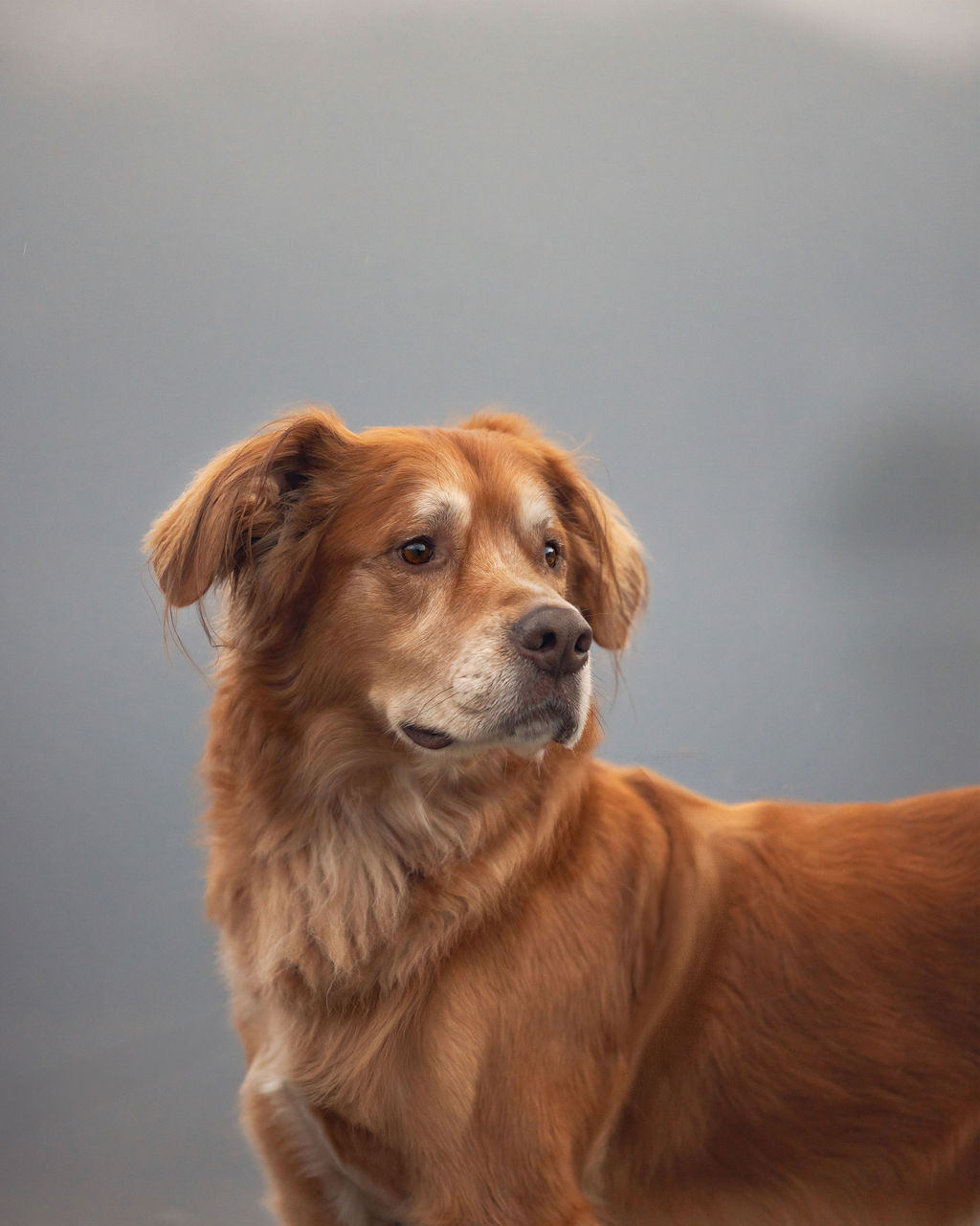 Classic portrait of a dog in warm natural light
