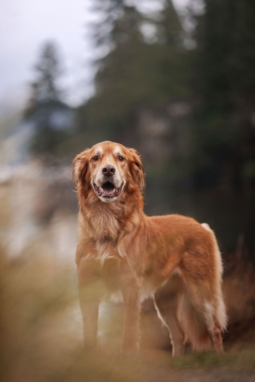 Soft close-up portrait of a fluffy dog