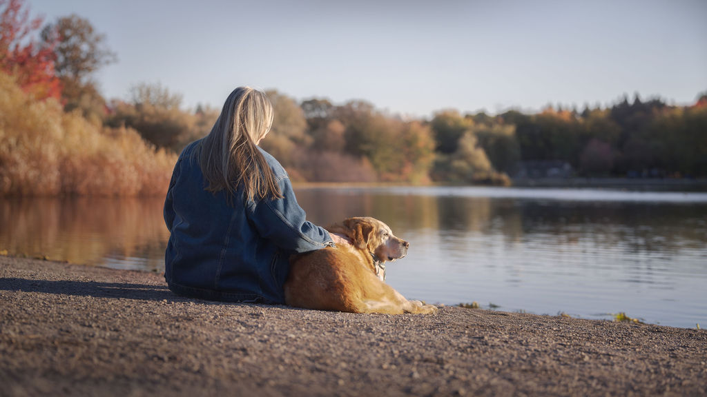 Playful interaction between dog and family