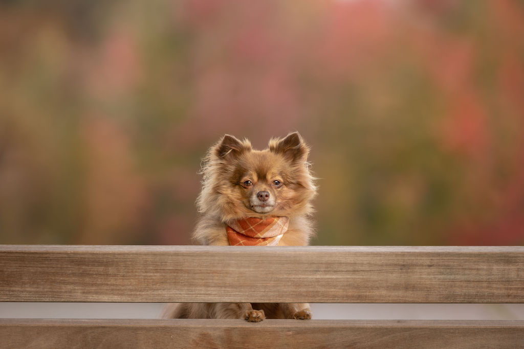Fluffy pomeranian on mountain trail