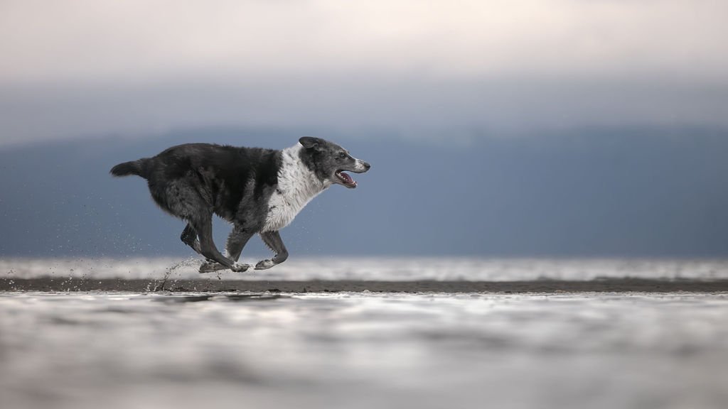 Two dogs playing together on beach at sunset